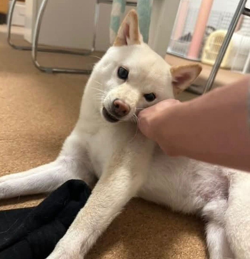 靴下を離さないボスくん