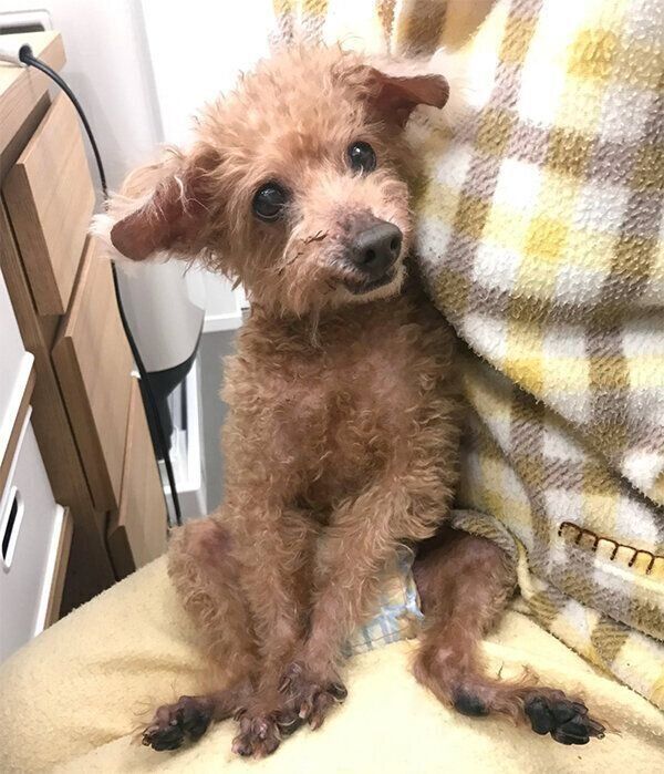 飼い主さんの膝の上に座るこむぎじいちゃん