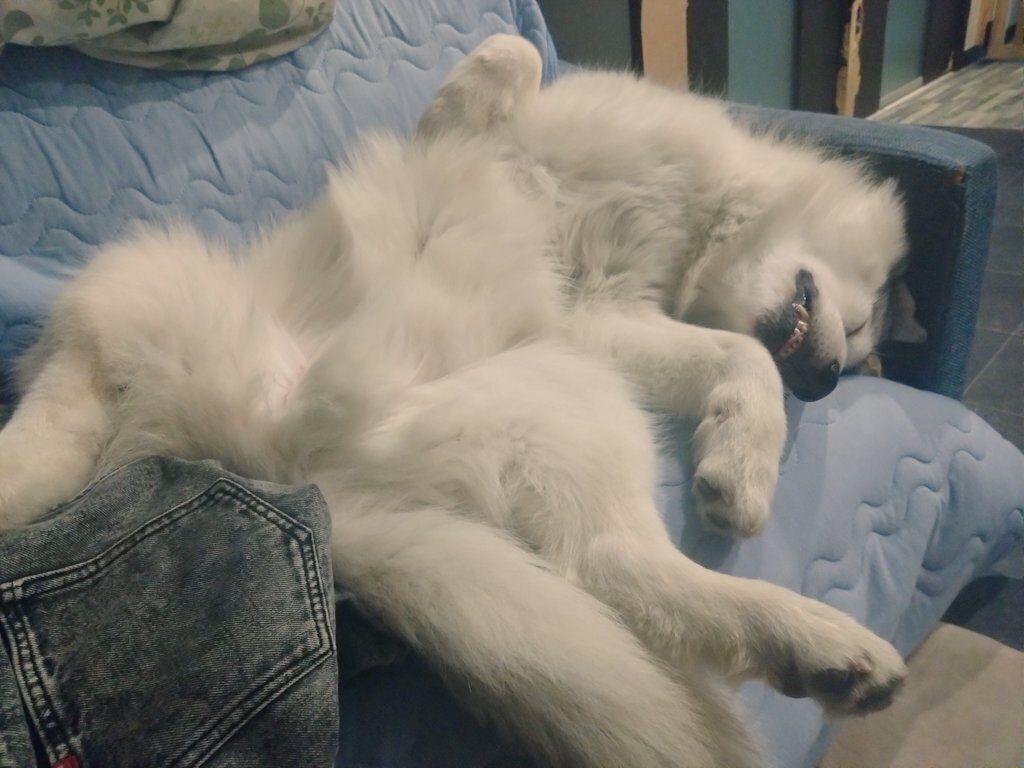 ヘソ天する琥珀くん