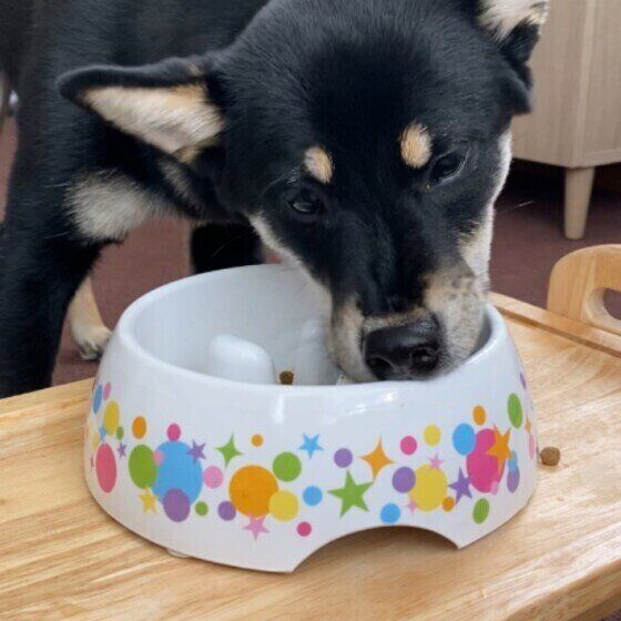 MIXの怜ノ助ちゃん