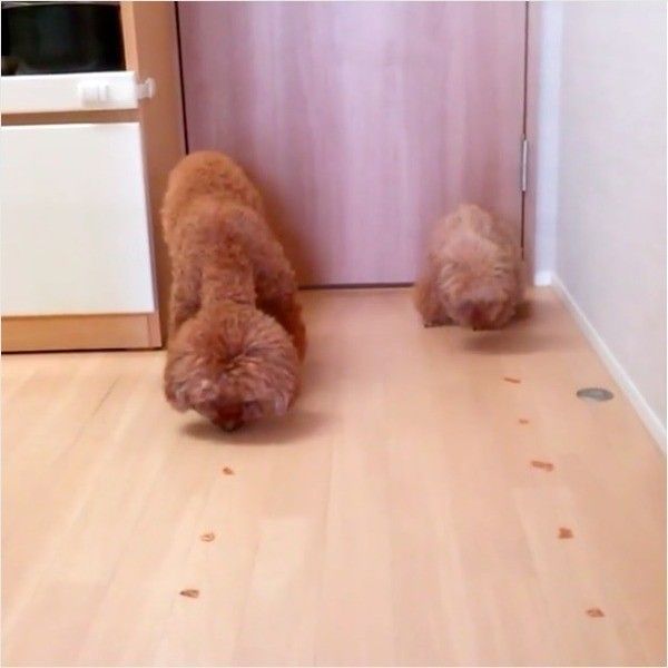 ごはん食べ競争