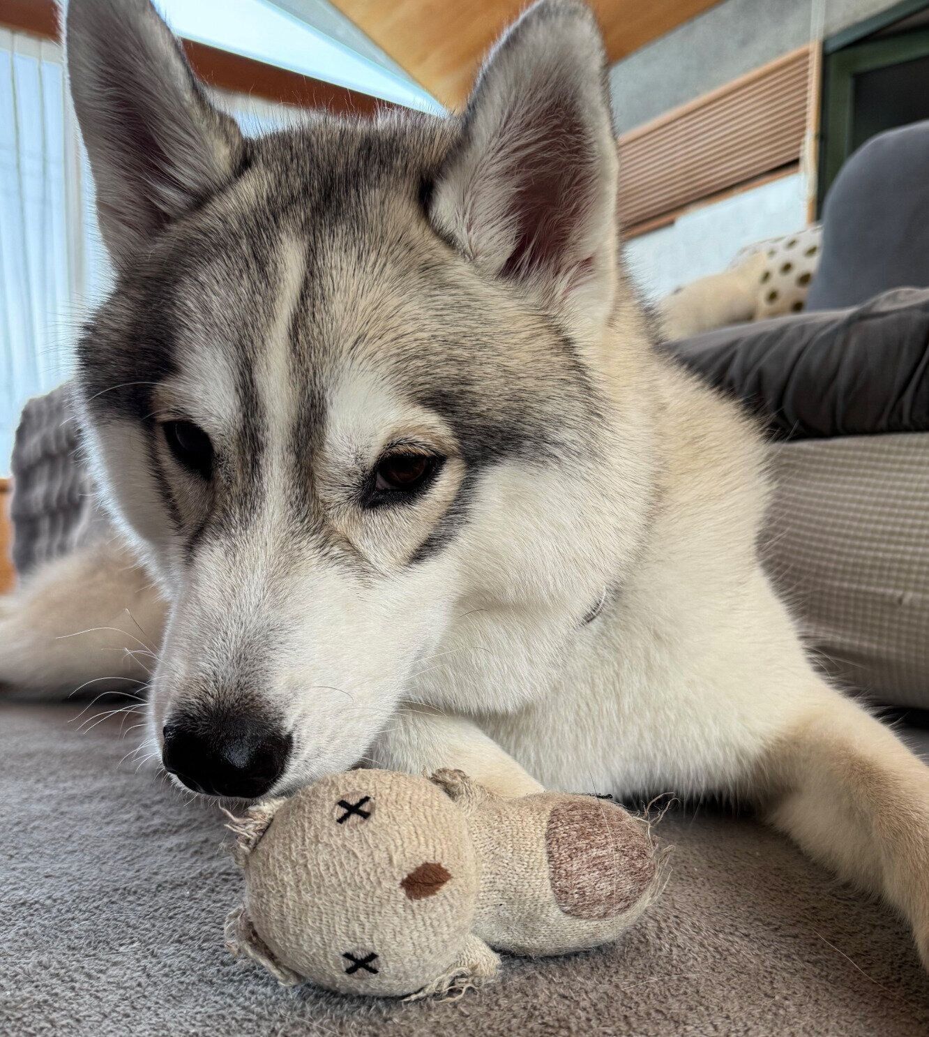 1才半のころに撮影したサムくん