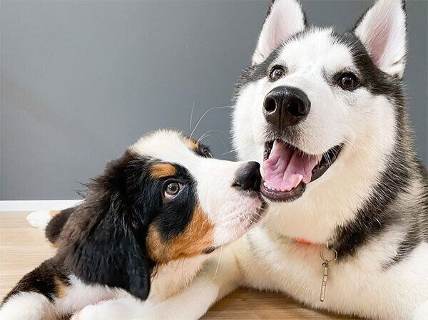 仲良しなシルバくんとダンテくん