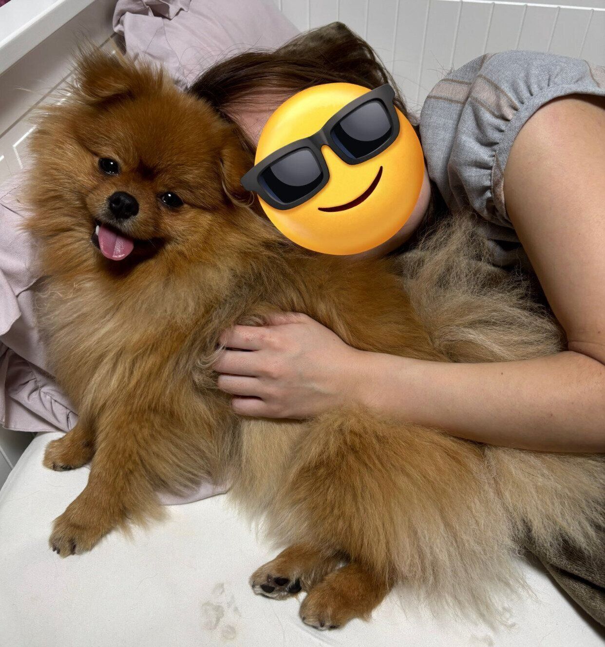 飼い主さんにくっつくたわしちゃん