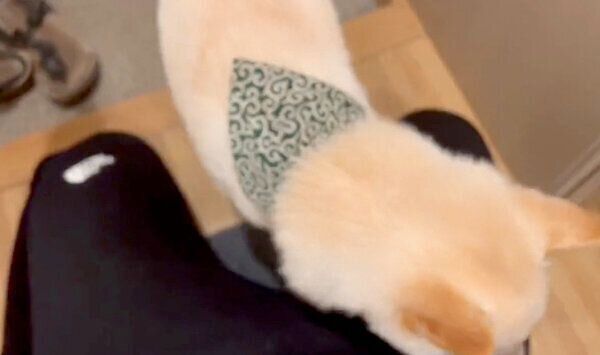 足を拭かれに自発的に膝に乗る、わさびくん