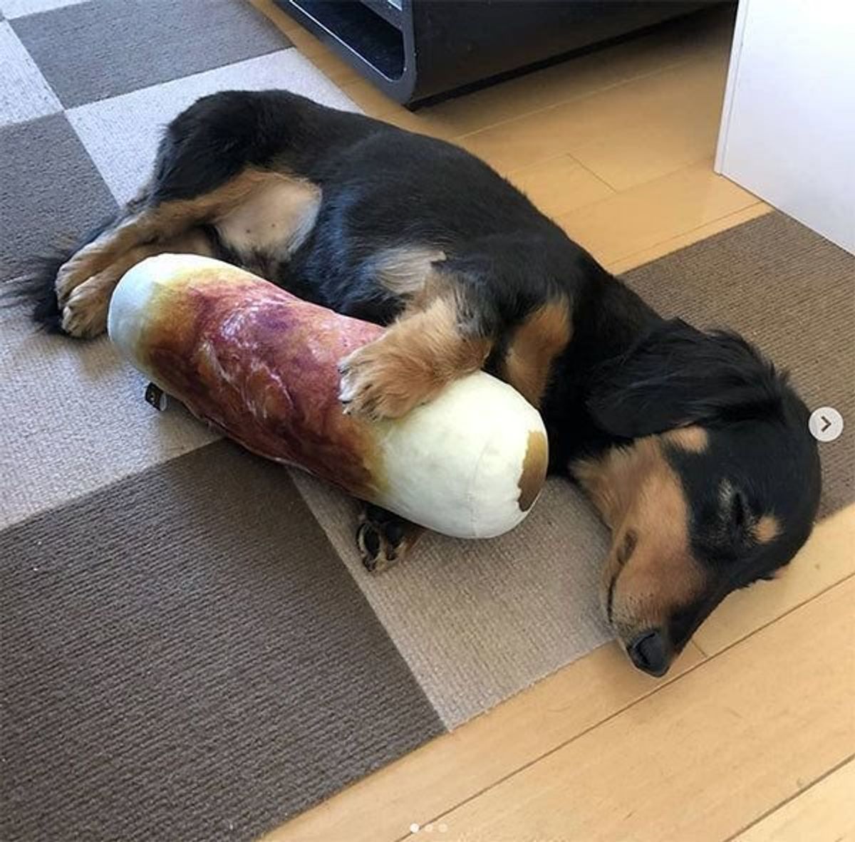 話題のベッド だけじゃない 犬を魅了するニトリグッズの数々を紹介 いぬのきもちweb Magazine 話題のベッド だけじゃない 犬を魅了するニトリグッズの数々を紹介 いぬのきもちweb Magazine