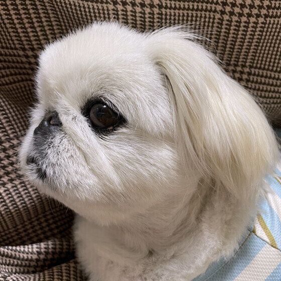 横を向くペキニーズ