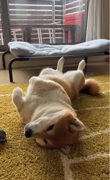 脱力感たっぷりの「もう動きません」