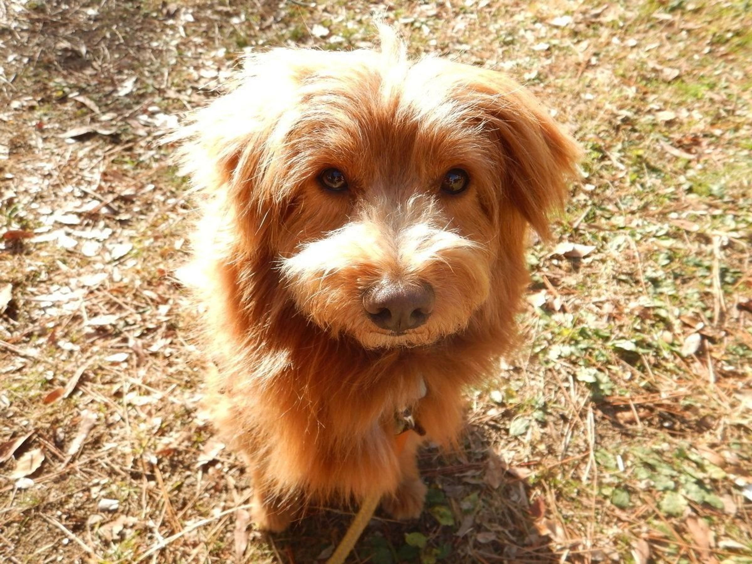 他の犬を撫でているときのしぐさ やきもち それとも 連載 こぐま犬てんすけ Vol 39 いぬのきもちweb Magazine 他の犬を撫でているときのしぐさ やきもち それとも 連載 こぐま犬てんすけ Vol 39 いぬのきもちweb Magazine