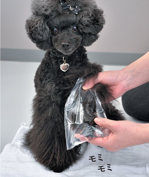 保存袋で足先を洗うトイプードル