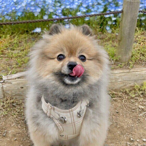 ポメラニアンのこはるちゃん