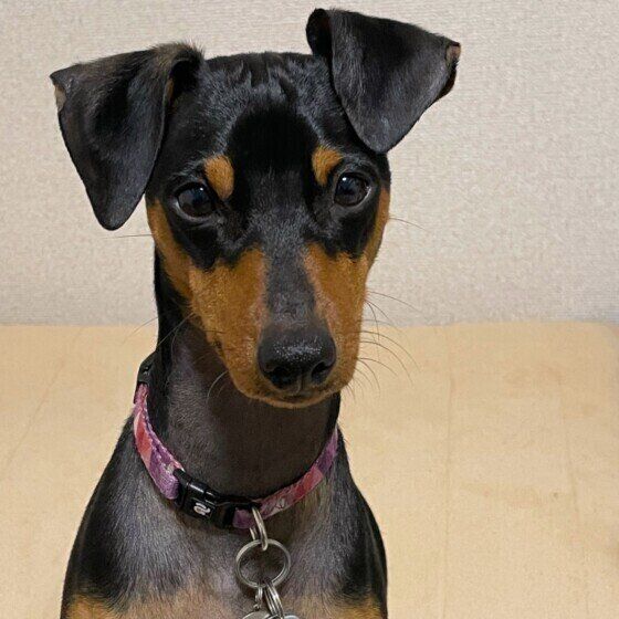 ミニチュア・ピンシャーのヘーハチくん