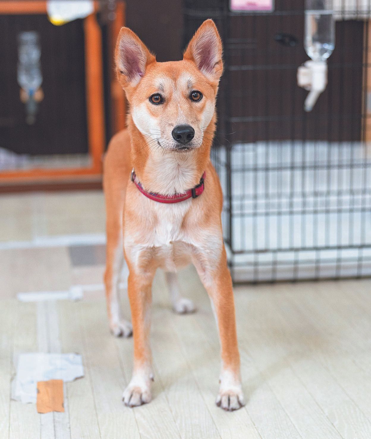 現在、わんだん邸の保護犬の中心的存在となっている鈴蘭ちゃん（推定１才）。四国で捕獲された元野犬ですが、とても賢く活動的