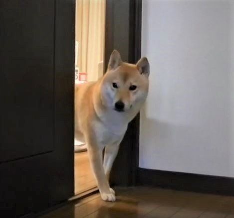 柴犬小春ちゃん