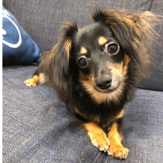 Mix（小型犬）のあんずちゃん♪