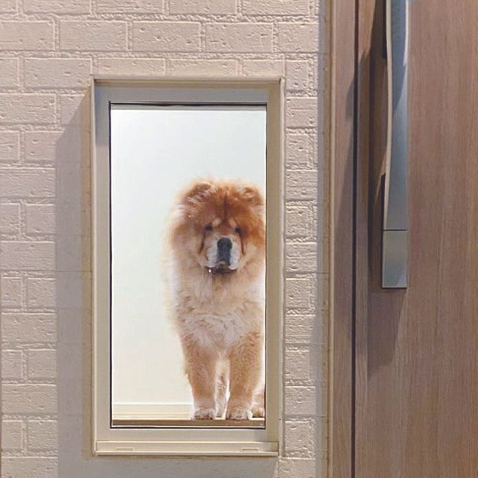 窓辺でぼーっとひなたぼっこをしたり眠ったり。飼い主の帰宅の気配を感じて、窓までお出迎えしてくれることも