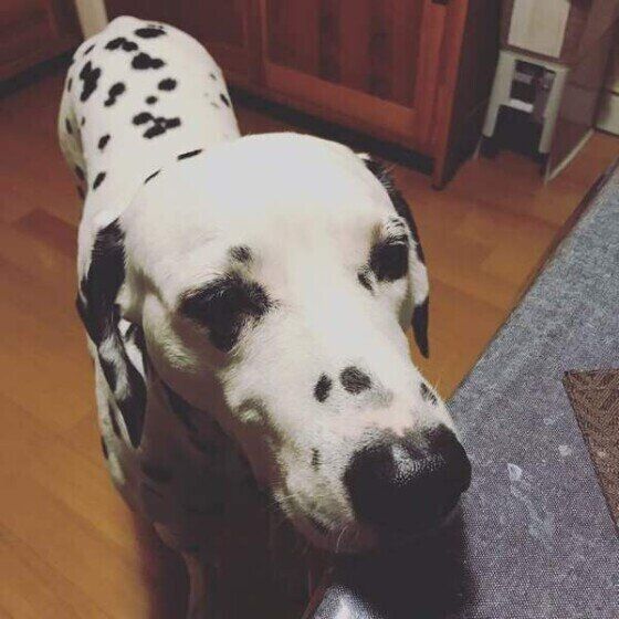 何かを待つダルメシアンりおん