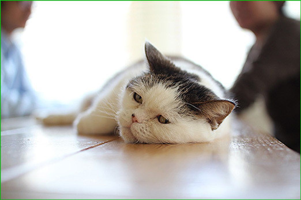 犬 猫と暮らすこと まこ邸に行ってきた その3 穴澤賢の犬のはなし いぬのきもちweb Magazine 犬 猫と暮らすこと まこ邸に行ってきた その3 穴澤賢の犬のはなし いぬのきもちweb Magazine