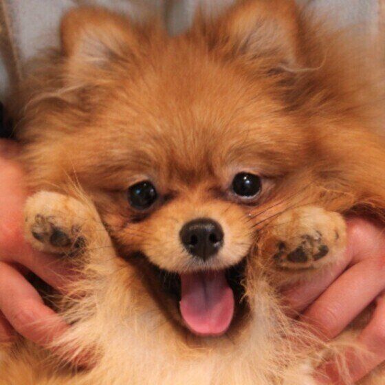 犬に毛玉ができた ときの対処と予防法とは いぬのきもちweb Magazine