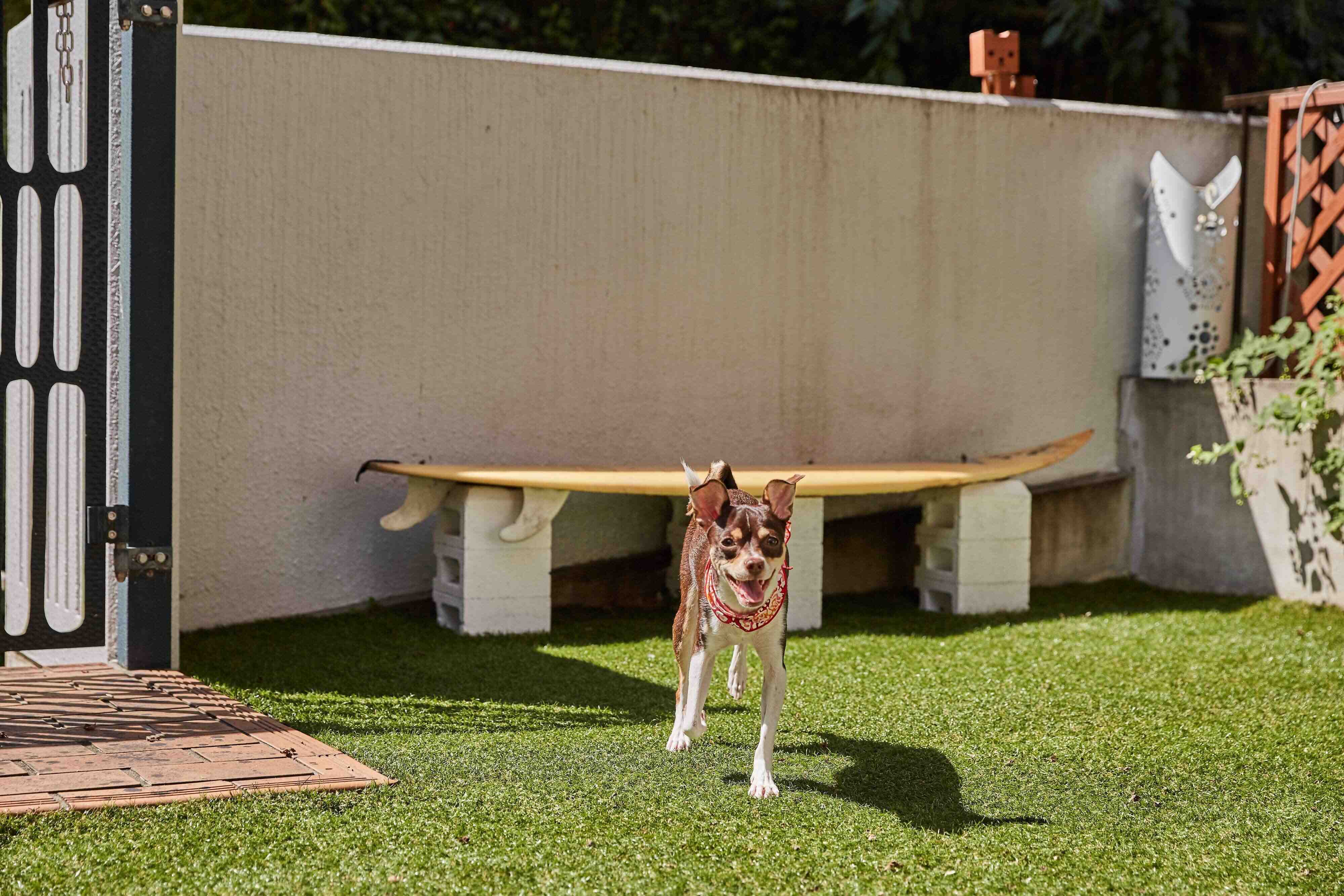 ドッグスペースで走る犬