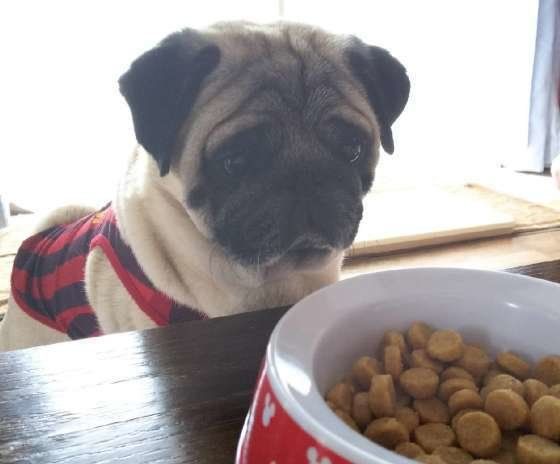 ごはんを待つパグ