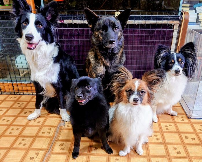 ボーダーコリー(後列左)、甲斐犬(後列真ん中)、パピヨン(後列右)、スキッパーキ(前列左)、パピヨン(前列右)