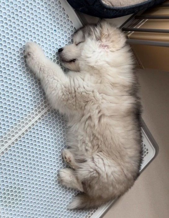 スヤスヤ眠るフブキくん