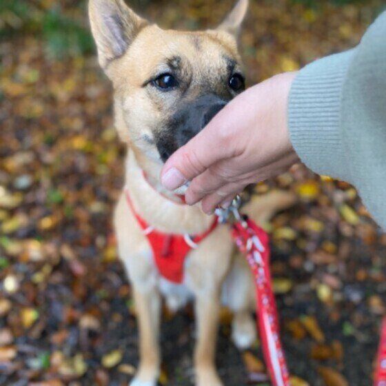 Mix（雑種）中型犬の茶豆ちゃんとおやつ