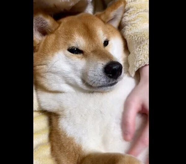 おりこうさんに歯磨きをするゆきちゃん