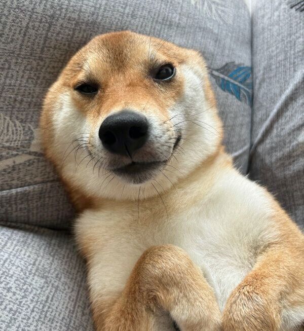 くつろぐむぎまるくん