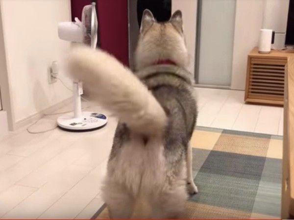 シベリアン・ハスキー