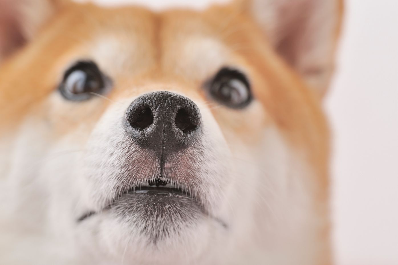 専門家監修 愛犬の写真撮影 カメラ目線や自然な表情を撮影するコツを伝授 いぬのきもちweb Magazine 専門家監修 愛犬の写真撮影 カメラ目線や自然な表情を撮影するコツを伝授 いぬのきもちweb Magazine