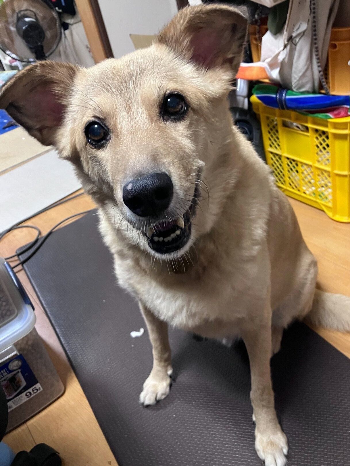 可愛くおねだりするてんくん。