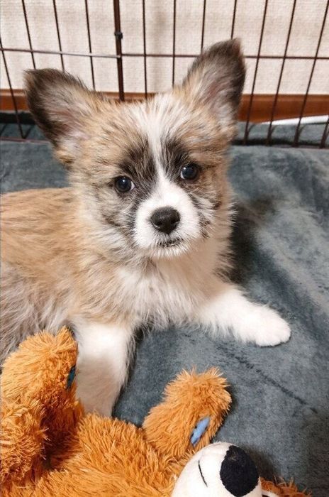 犬 生後2カ月半