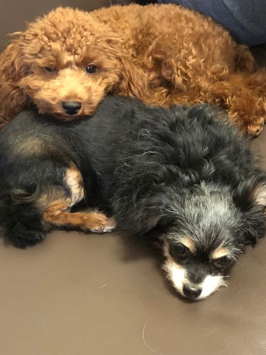 生後6カ月のトイプードル(写真:上)と当時12才の先住犬(写真:下)