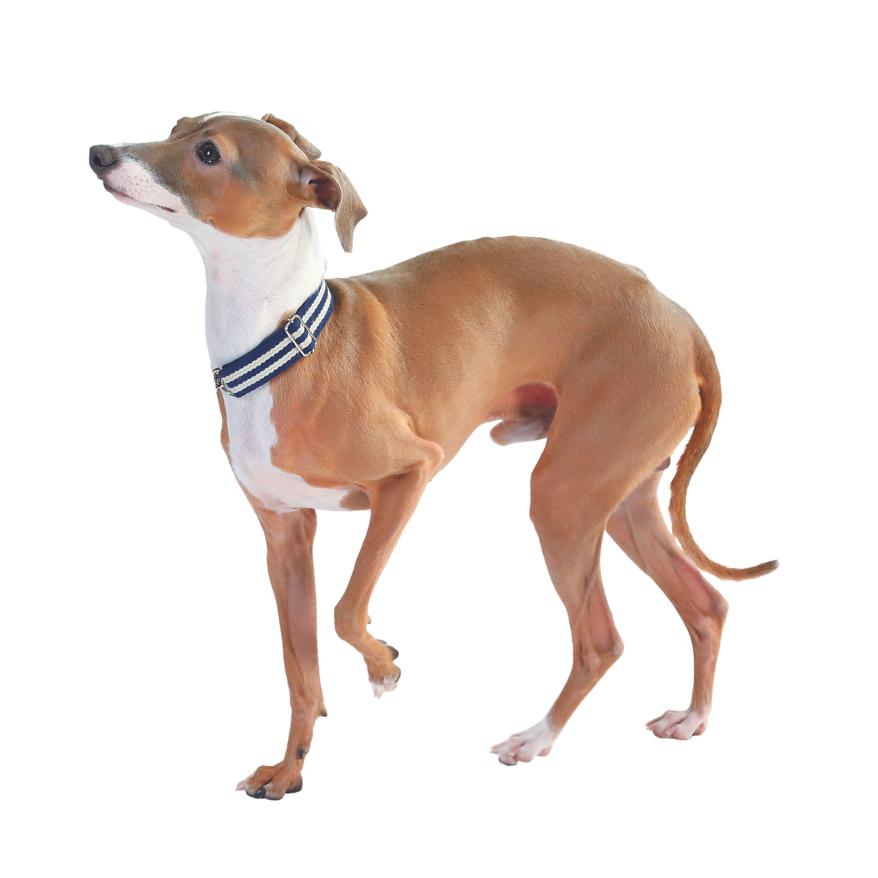 犬がずーっとつま先立ちの理由とは 誰かに教えたくなる 犬の体のヒミツ いぬのきもちweb Magazine