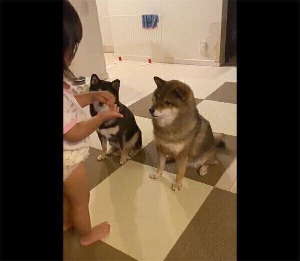 「マテ」をする花ちゃん、あずきちゃん