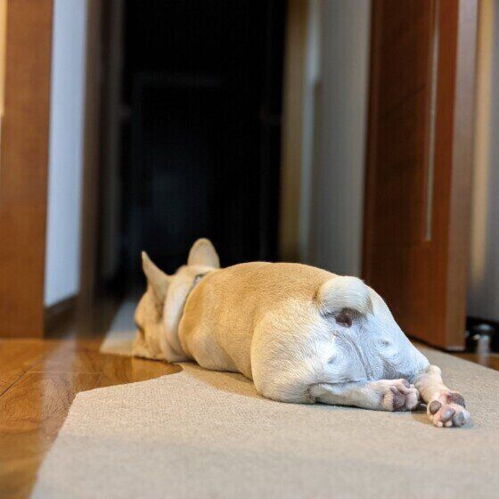 フレブルBUZZ君の後ろ姿