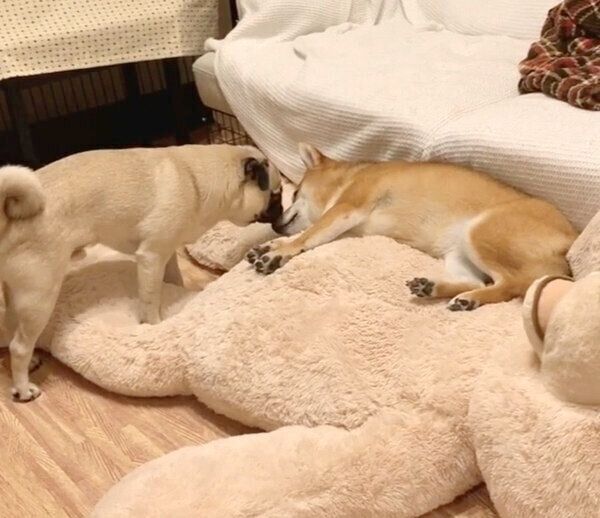 アキちゃんにおやすみの挨拶をするラルくん