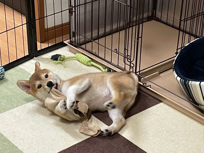 おもちゃで遊ぶリクくん