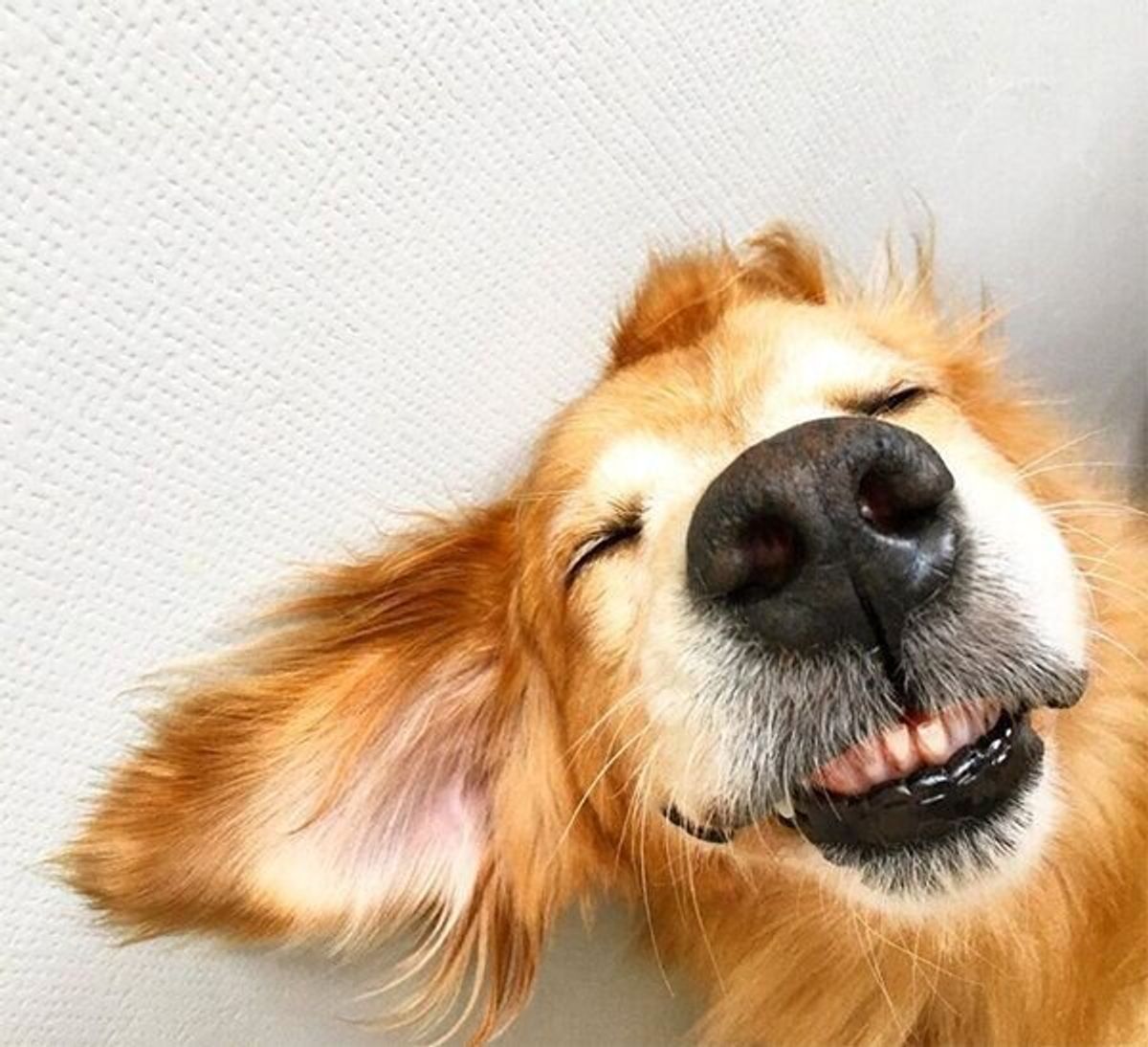 飼育放棄されたゴールデン 新しい飼い主と家族になり 見違えるほどの変化にグッとくる いぬのきもちweb Magazine 飼育放棄されたゴールデン 新しい飼い主と家族になり 見違えるほどの変化にグッとくる いぬのきもちweb Magazine