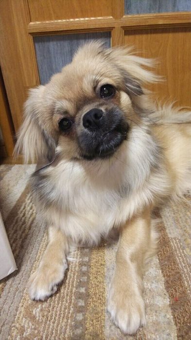 首をかしげながら飼い主さんのお話を聞いています