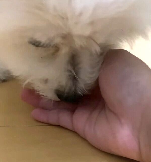 飼い主さんのもとに「おもちゃの寿司」を持ってくるおちゃづけくん