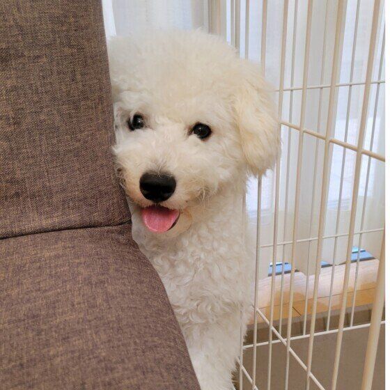 ビション・フリーゼ　ましゅーくん
