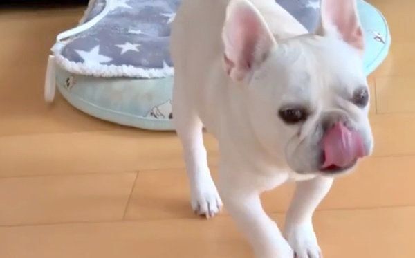 飼い主さんのもとに駆け寄るマシューくん