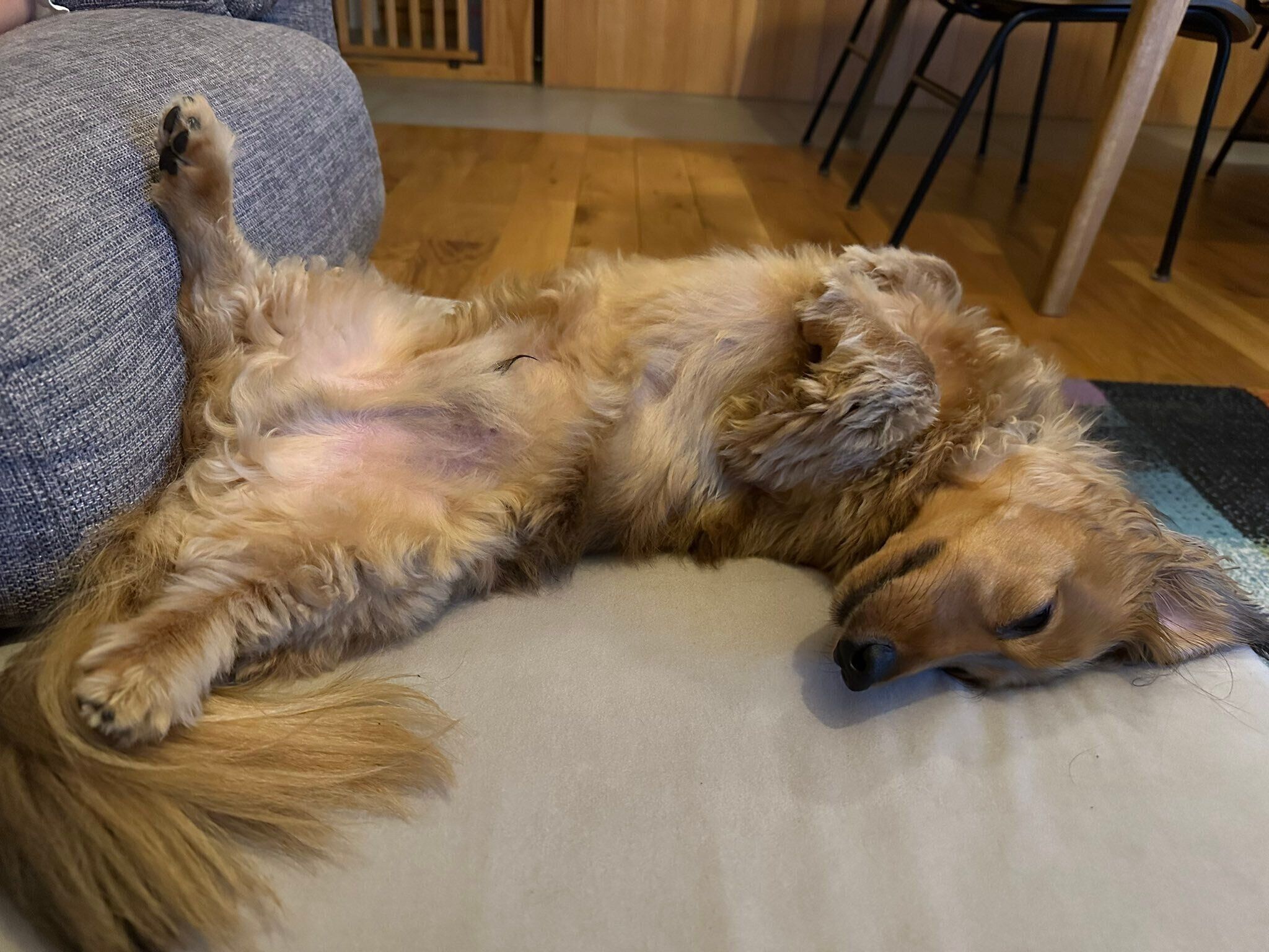 ミニチュア・ダックスフンド 5才