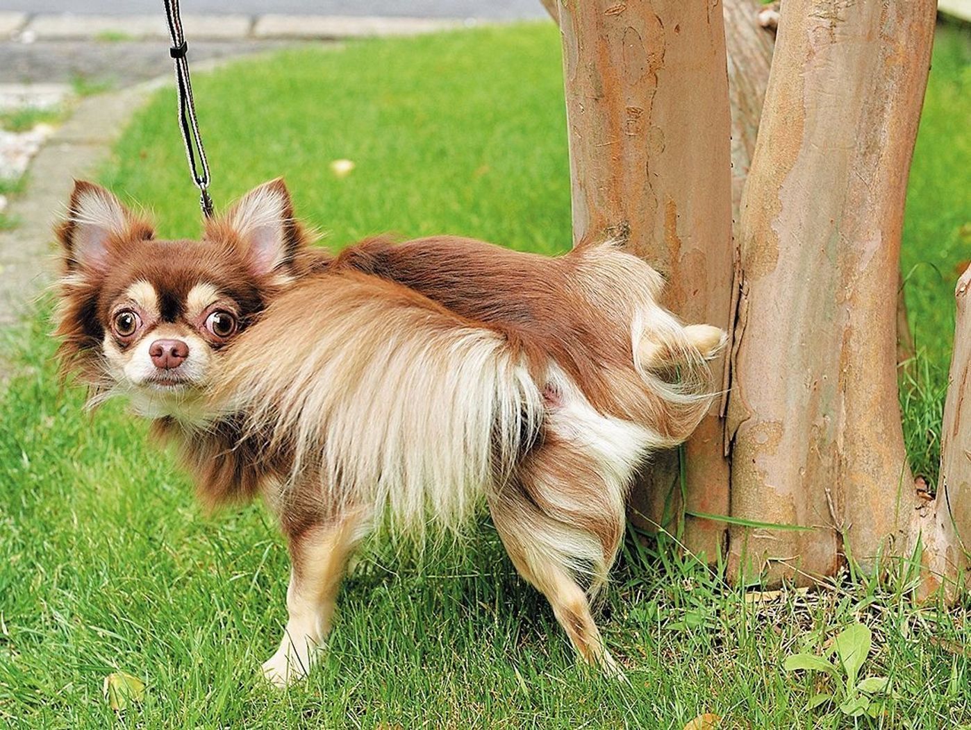 実は犬のよく見るあのしぐさ 行動 犬の野生時代のなごりだった いぬのきもちweb Magazine 実は犬のよく見るあのしぐさ 行動 犬の野生時代のなごりだった いぬのきもちweb Magazine