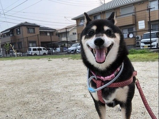 柴犬のはるぬ