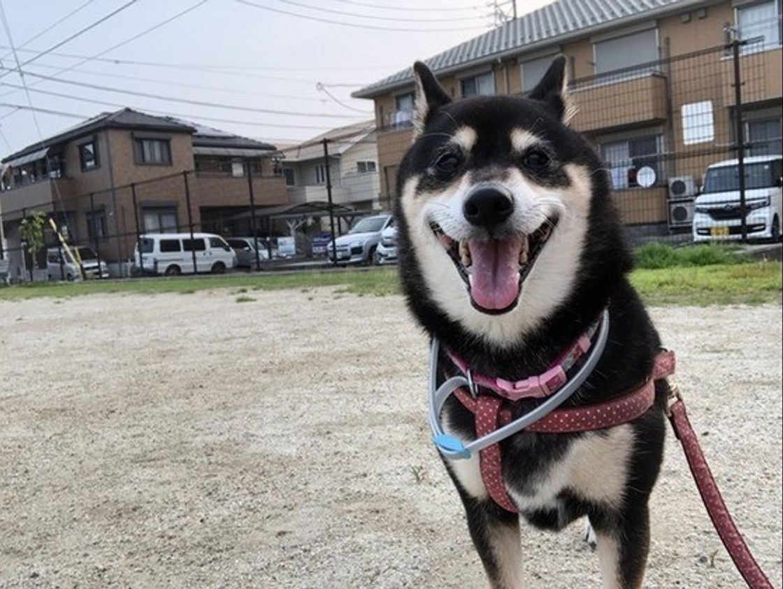 柴犬 Shiba Inu が海外で人気の理由を獣医師が解説 動画付き いぬのきもちweb Magazine 柴犬 Shiba Inu が海外で人気の理由を獣医師が解説 動画付き いぬのきもちweb Magazine