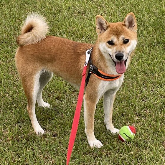 柴のあおいちゃん♪